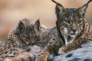 Illustration for article titled Caturday - Lynx pardinus Edition